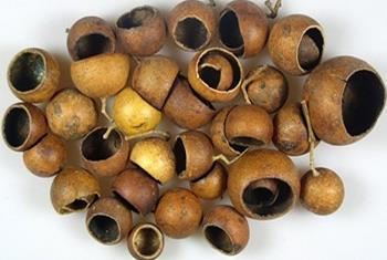 imagine produs Bell cup mini natur