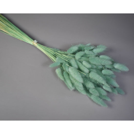 Lagurus 50g inalbit aqua