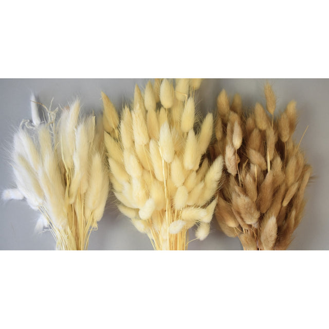 Lagurus 50gr natur