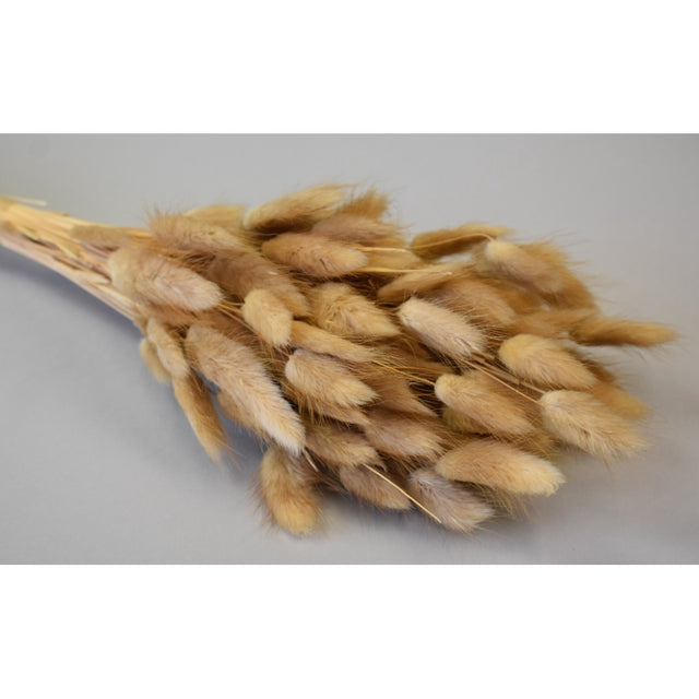 Lagurus 50gr natur