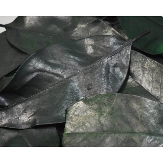 Frunze de magnolie prep. verde inchis