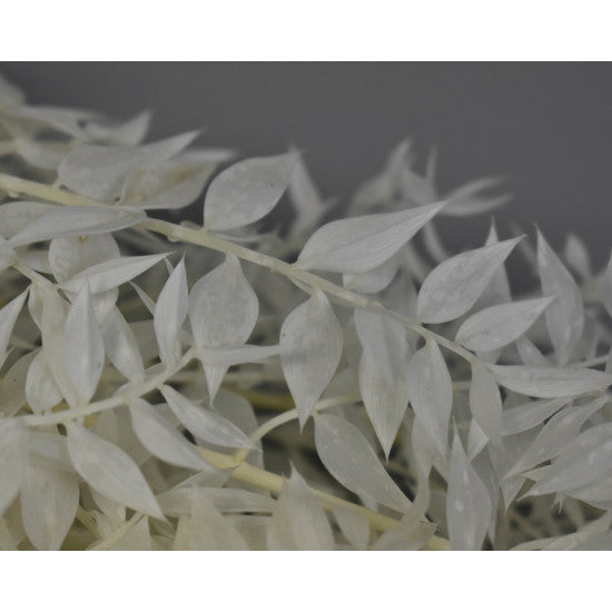 Ruscus inalbit