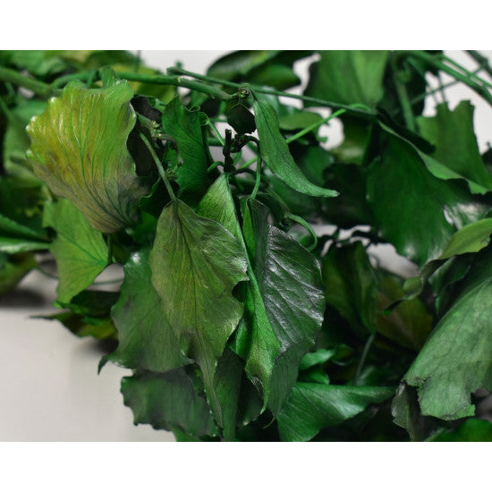 Hedera preparat verde deschis
