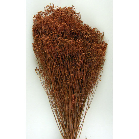 Broom bloom 100 gr. maro