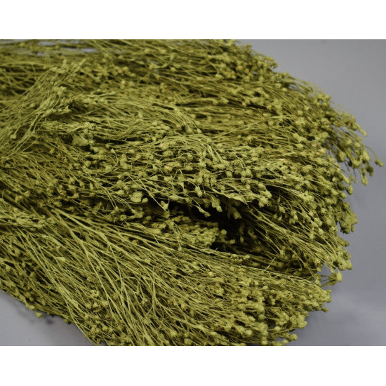 Broom Bloom 100g vopsit oliv