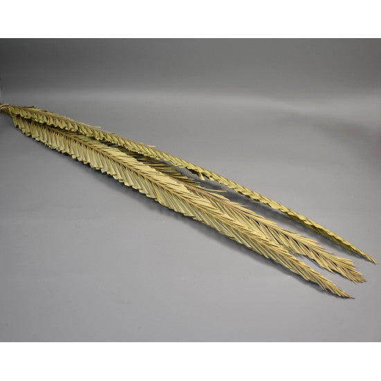 Frunza palmier taiat 1,5m natur