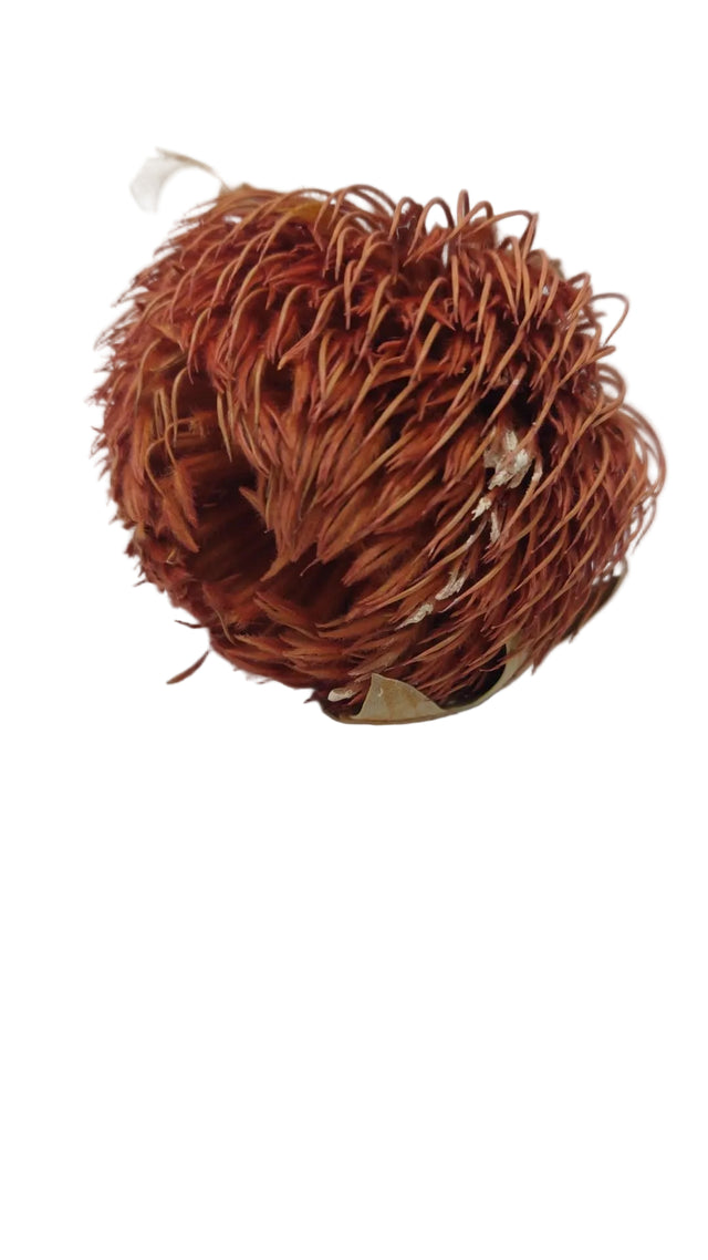 Banksia baxteri portocaliu