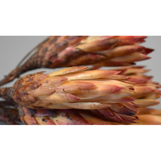 Protea rosu boboci cal.II-a natur