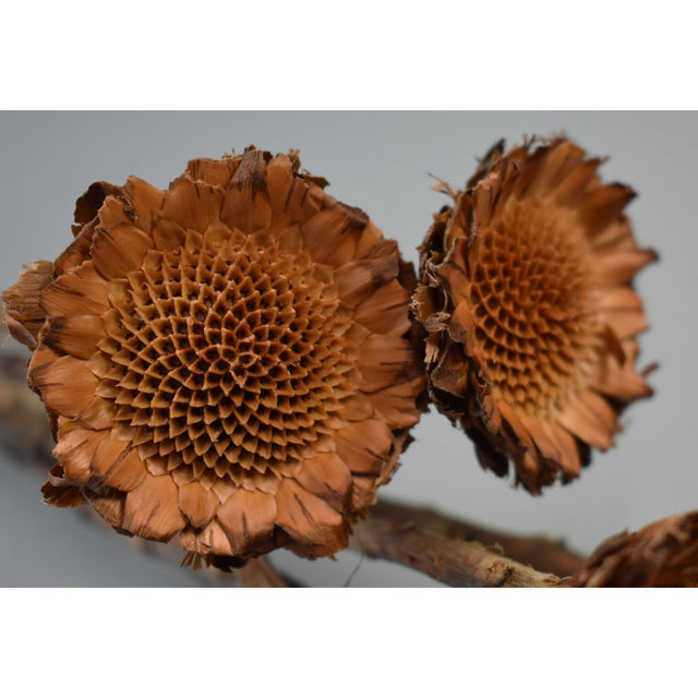 Protea margareta natur deschis
