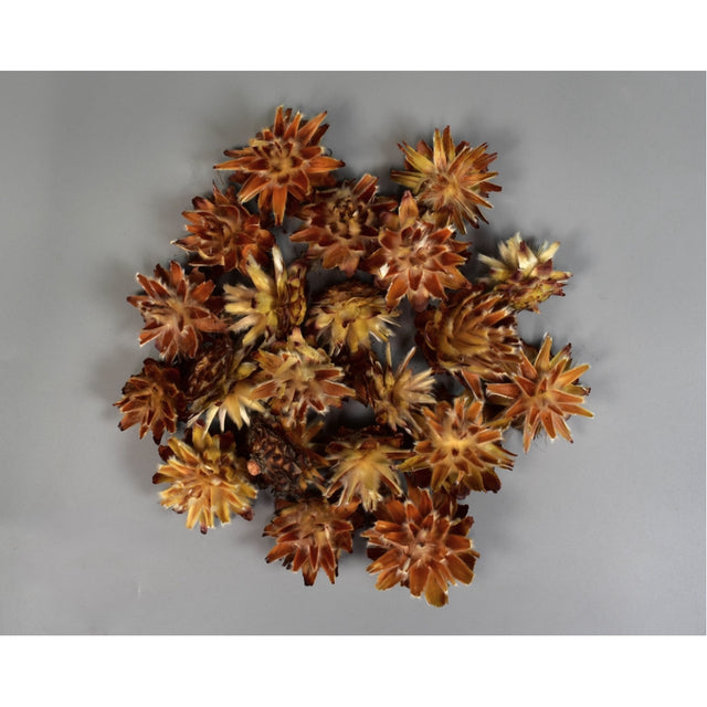 Capete plumosum natur