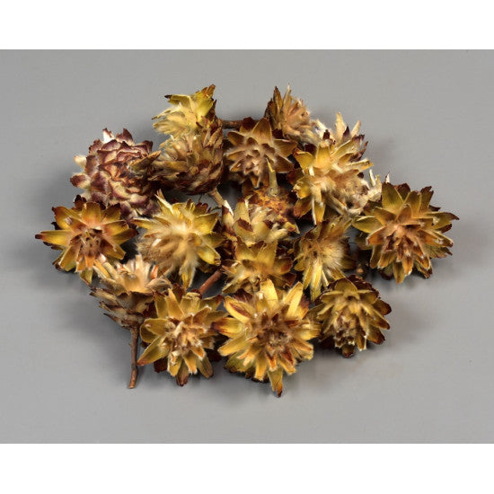 Capete plumosum cu coada natur deschis