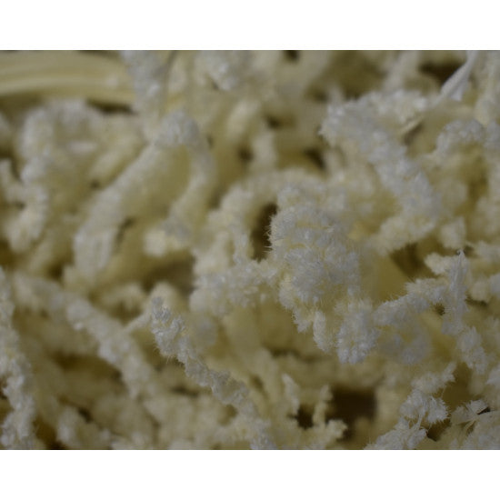 Amaranthus caudatus prep. inalbit 2x0.1kg