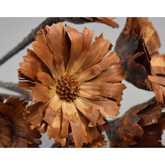Protea rosetta 6-7 cm natur deschis