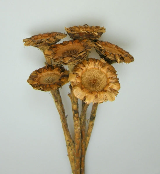 imagine produs Protea coronata natur