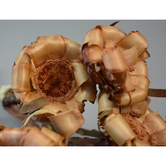 Protea Curly crem
