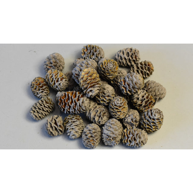 Meridianum vopsit gri