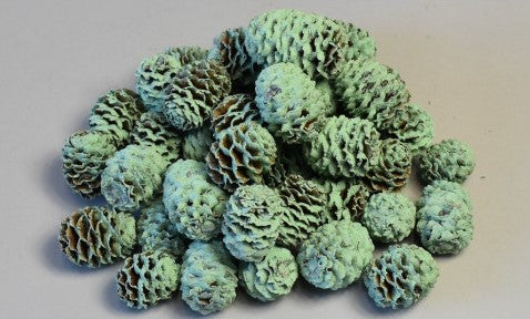 Meridianum vopsit aqua