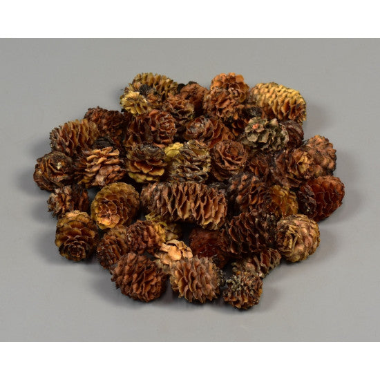 Salignum natur inchis