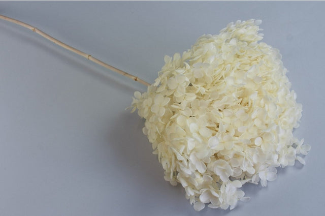 imagine produs Fir hortensie preparat inalbit 0.034kg D:20cm