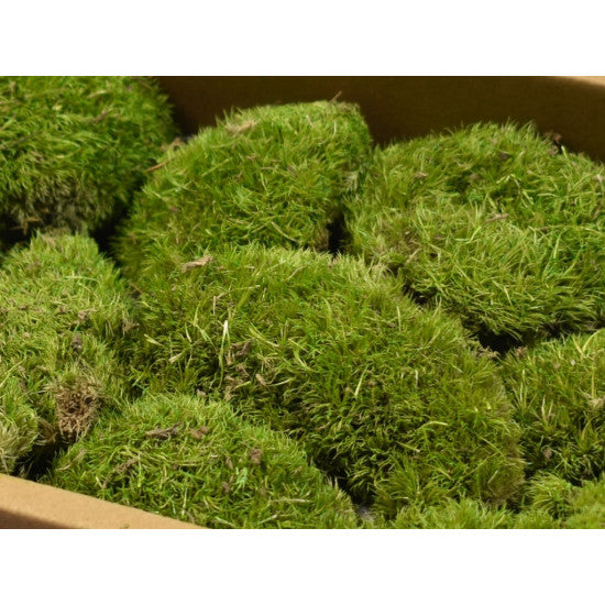 Perna de muschi preparat verde deschis