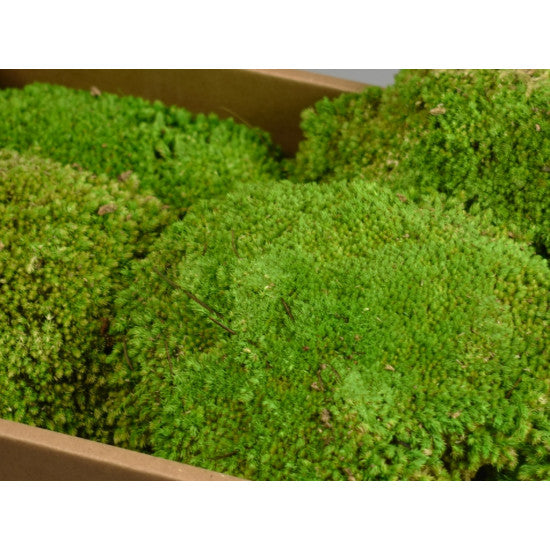 Perna de muschi mare preparat verde deschis