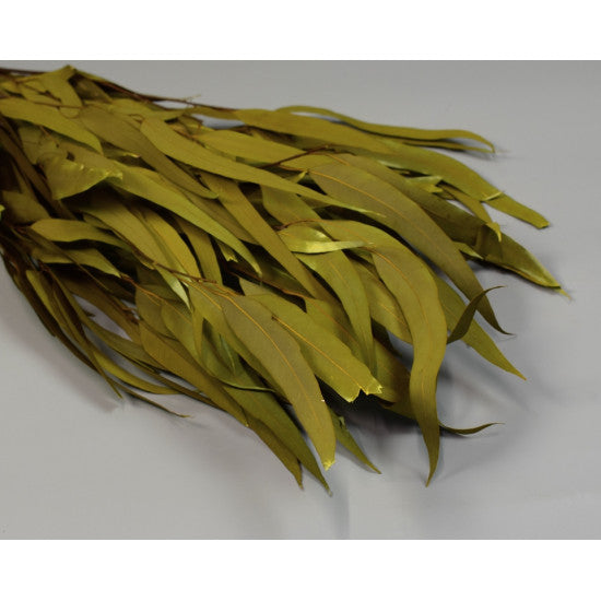 Eukalypt cu frunze alungite/fructe preparat verde oliv