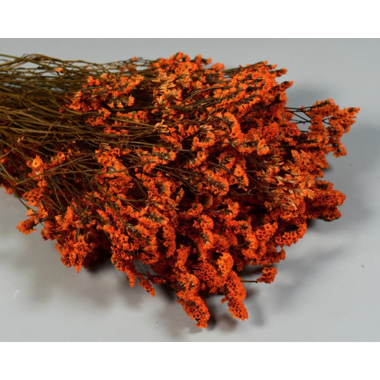 Limonium sinensis prep.portocaliu