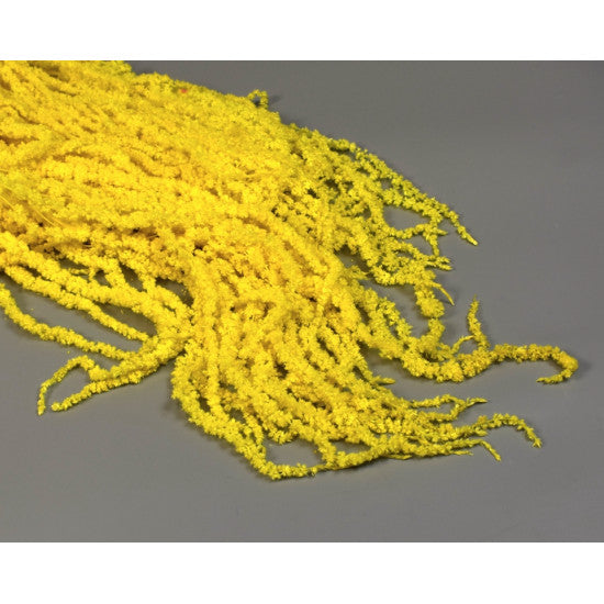 Amaranthus caudatus inalbit galben