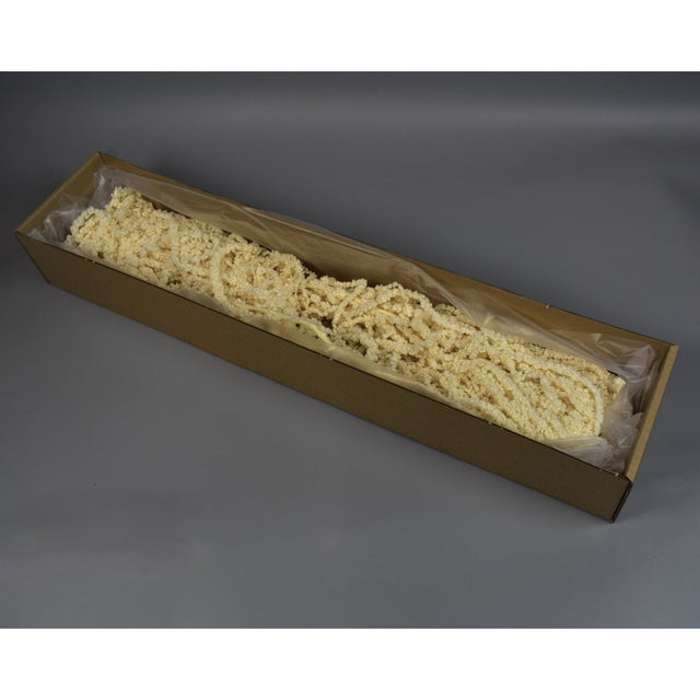 Amaranthus caudatus 5buc. inalbit