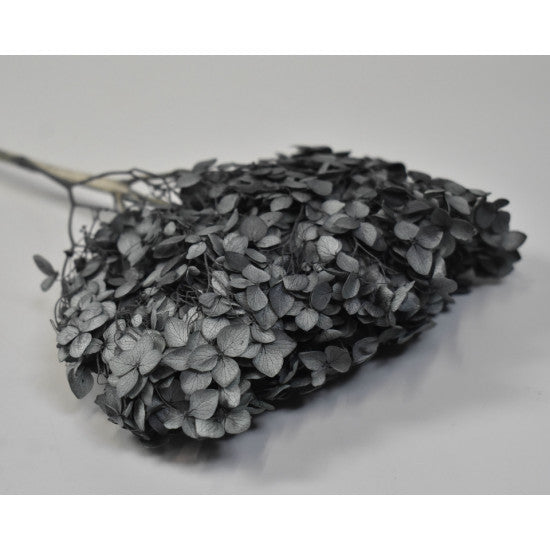 Hortensie 15-20cm preparat negru