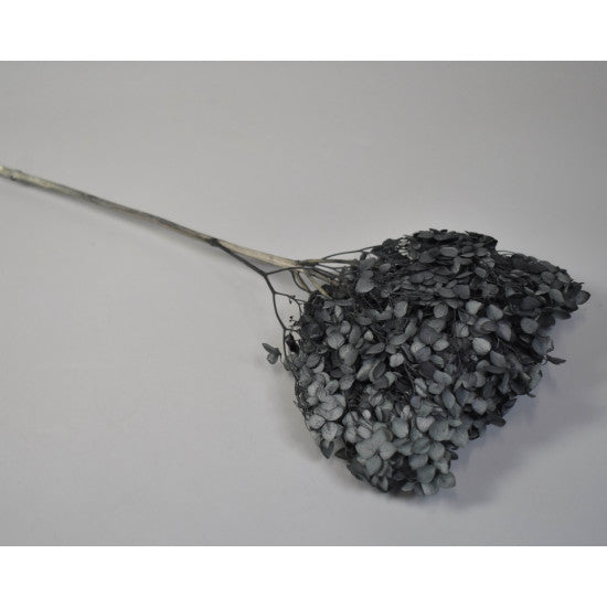 Hortensie 15-20cm preparat negru