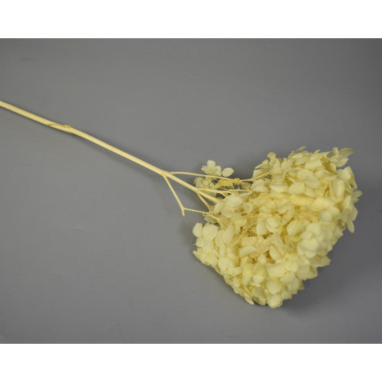 Hortensie 15-20cm preparat crem