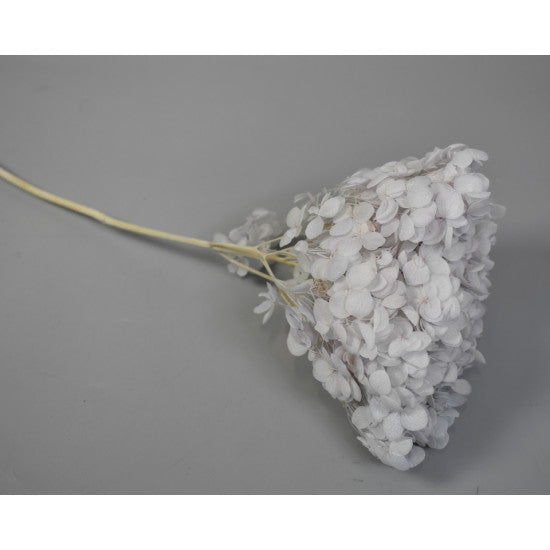 Hortensie 15-20cm preparat albastru deschis