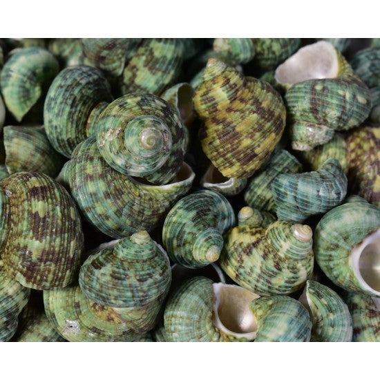 Scoici aquamarina natur 1kg