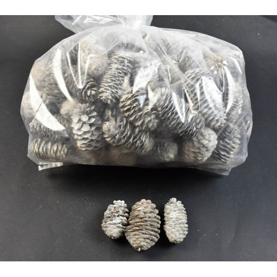 Conuri chnezesc alungit 5-6cm,1kg cu chiciura