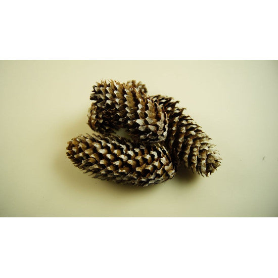 Conuri molid 1kg inzapezit