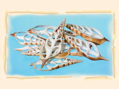 imagine produs Felii Csoroscsiga natur