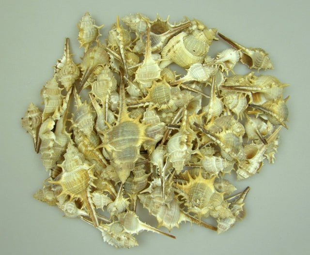 imagine produs Scoici 1kg fesuscsiga