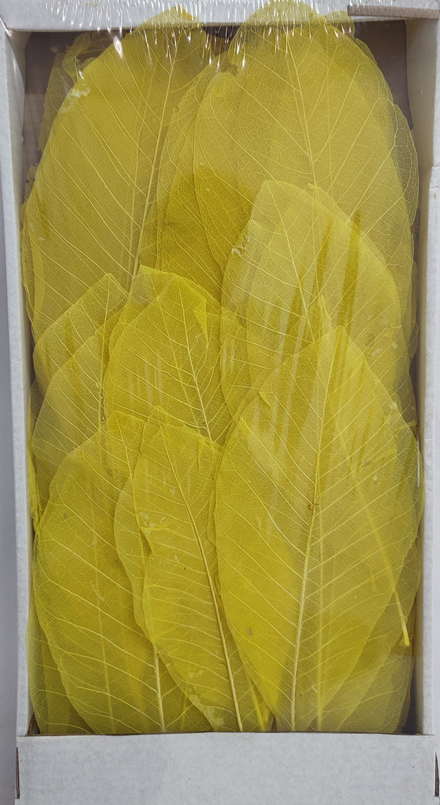 FRUNZE VOAL 20-30CM S/50 GALBEN