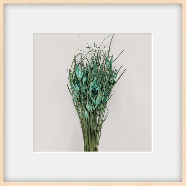 imagine produs Iarba de lalele turcoaz