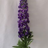 FIR LUPINA H:120CM MOV