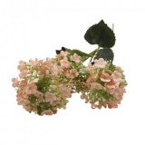 Fir calin x3 H:62cm piersica