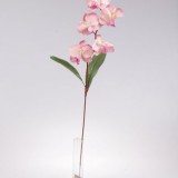 Fir orhidee nalba/mov