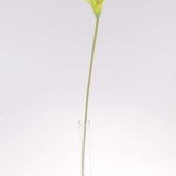 Fir cale latex H:58cm verde