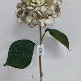 Fir hortensie 45cm gri