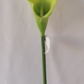 Fir cale extra 70cm verde