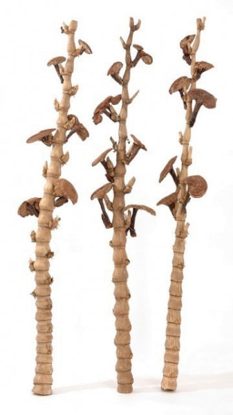 imagine produs Plante uscate categoria 45