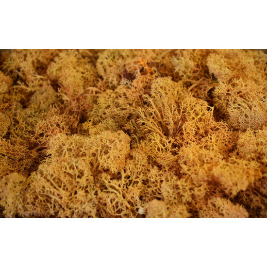 Muschi Islanda 500gr. portocaliu