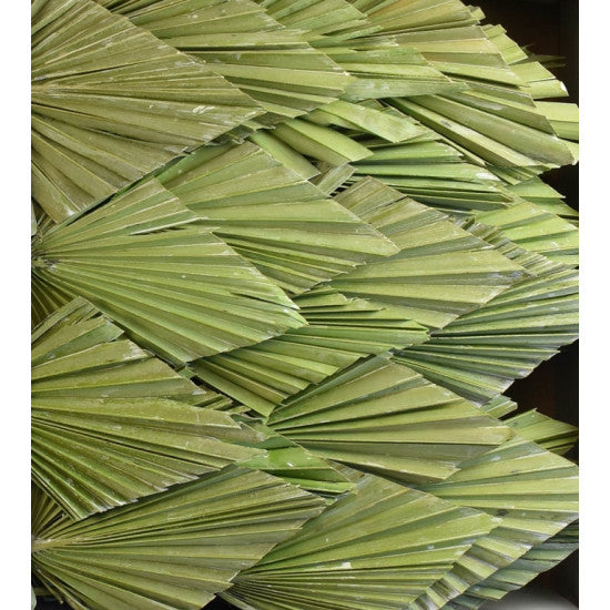 Frunza palmier mediu cu chiciura verde deschis/mov