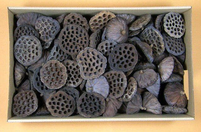 imagine produs Lotus extra 110buc. z061